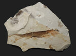 ベリーレア！まず入手が叶わない、極めてレアな、白亜紀のチョウザメ、ペイピアオステウス （Peipiaosteus）の化石
