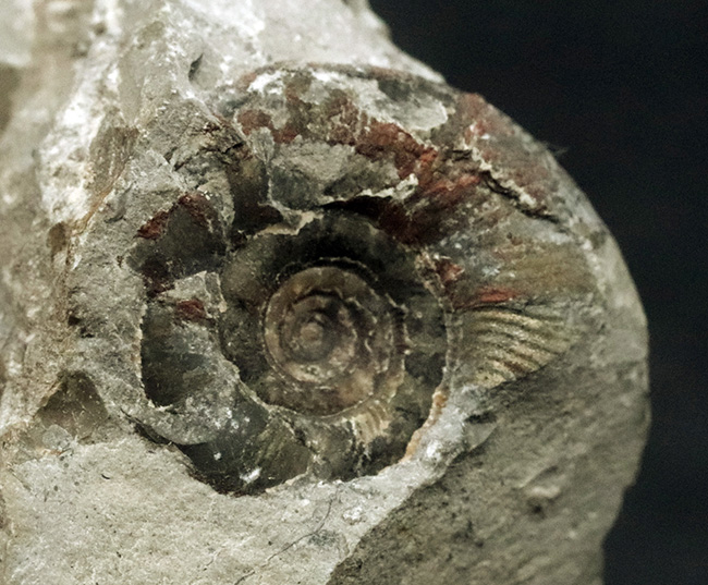 群集標本！北海道産母岩付きアンモナイト（Ammonite）