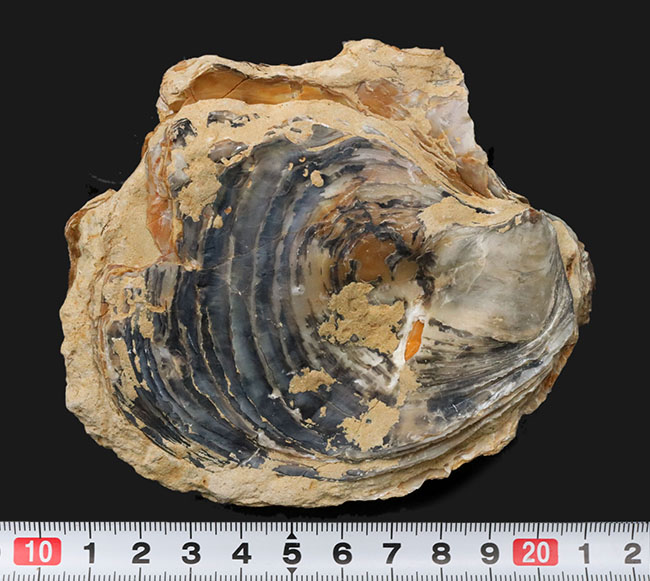 １０センチーバー、特大！珍しいスペイン産の白亜紀の牡蠣（カキ）の化石