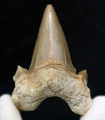 副歯も保存！古代の絶滅巨大ザメ、オトドゥス・オブリークス（Otodus obliquus）の上質の歯化石