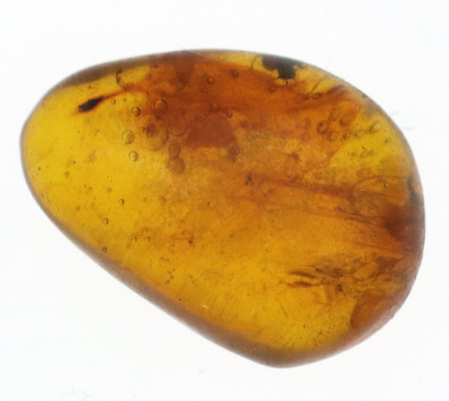 小さいけれどロマンの塊！およそ３０００万年前の虫の断片を内包したドミニカ産の琥珀（Amber）