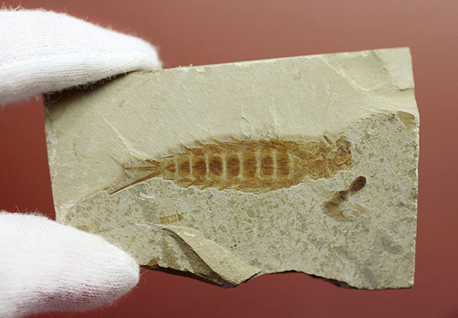 直線計測４６ミリの大きなカゲロウの幼虫（Ephemeropsis sp.）の化石