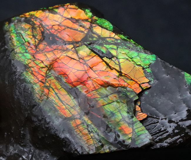 素晴らしい赤、緑、第第を呈する！両面が光る！カナダ・アルバータ州産アンモライト（Ammolite）のピース アンモライト 販売