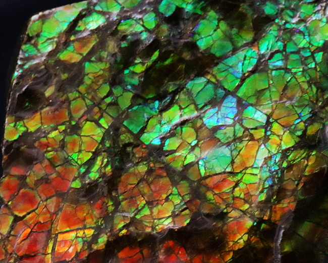 素晴らしい赤、緑、第第を呈する！両面が光る！カナダ・アルバータ州産アンモライト（Ammolite）のピース アンモライト 販売