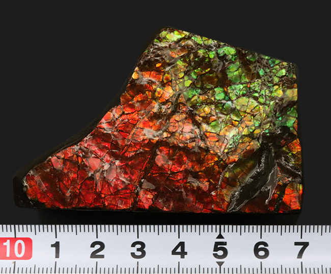 素晴らしい赤、緑、第第を呈する！両面が光る！カナダ・アルバータ州産アンモライト（Ammolite）のピース