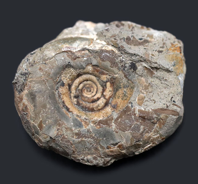 異常巻き 北海道 アンモナイト 口付きのテトラゴニテス 化石 / 三葉虫