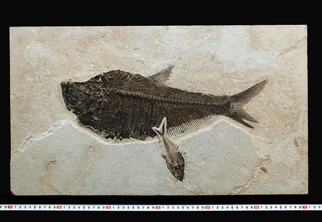 古代 魚化石2点 4.6kg たとち け0816Ｅ15 - 彫刻