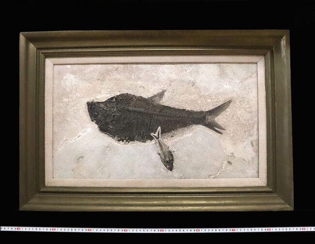 時代物 古代魚化石タイル 過去に破損の経緯あり 幅33cm 奥行き23cm 高さ2cm IWS503