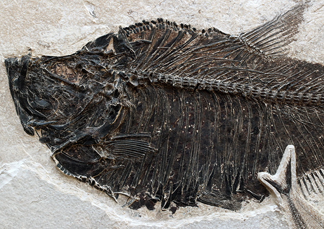 古代 魚化石2点 4.6kg たとち け0816Ｅ15 - 彫刻