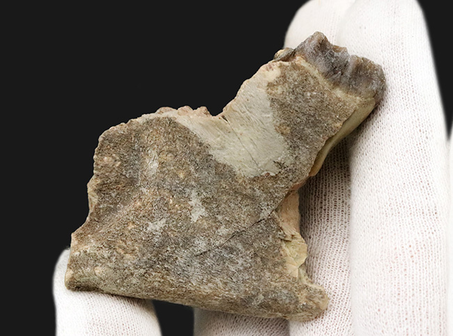 米国サウスダコタ州産、古代の絶滅サイ、軽快に草原を走ったヒラコドン（Hyracodon nebraskensis）の顎骨付き歯化石