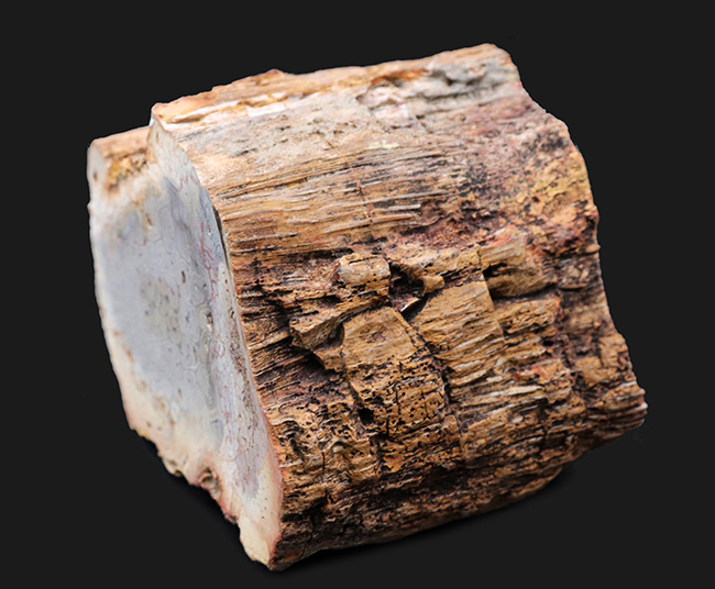 茎に根が張り付いた巨大化した古生代の巨木、木生シダの珪化木（Petrified wood） 化石 販売