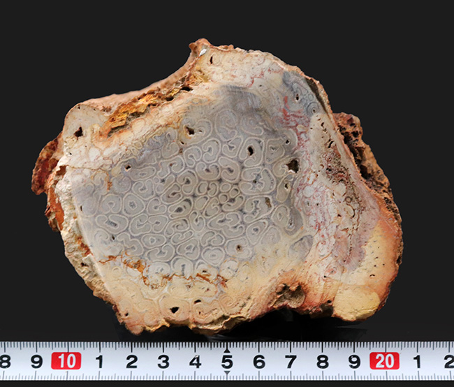 希少な上質ブラジル産❣️一億五千年前の樹木の化石