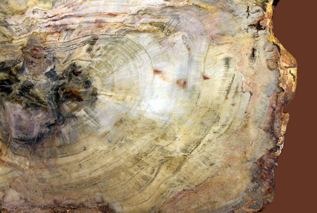 珪化木化石のファーストコレクションにいかが？３８００グラムオーバー！３０センチに届きそうな大きなブラジル産珪化木（petrified wood）