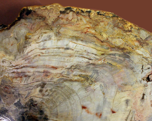 珪化木化石のファーストコレクションにいかが？３８００グラムオーバー ...