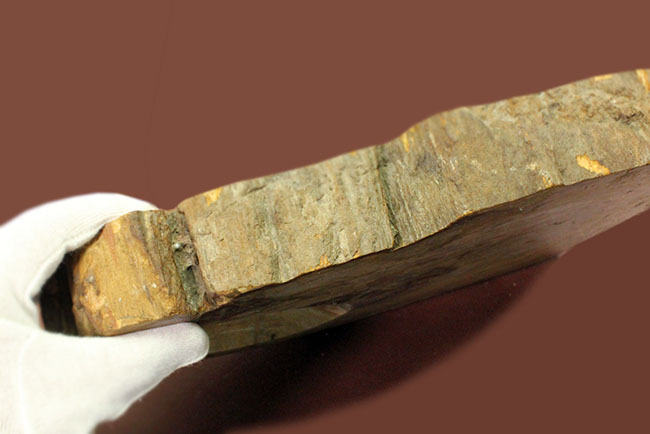 珪化木化石のファーストコレクションにいかが？３８００グラムオーバー！３０センチに届きそうな大きなブラジル産珪化木（petrified wood）