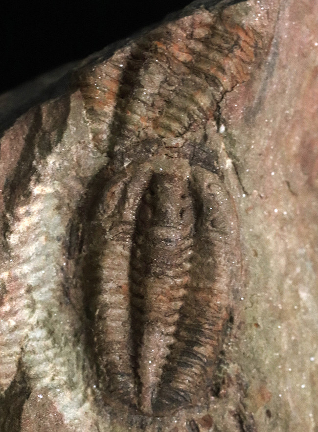 古生代オルドビス紀の原始的な三葉虫、エウロマ（Euloma sp.）のマルチプレート標本（その1）