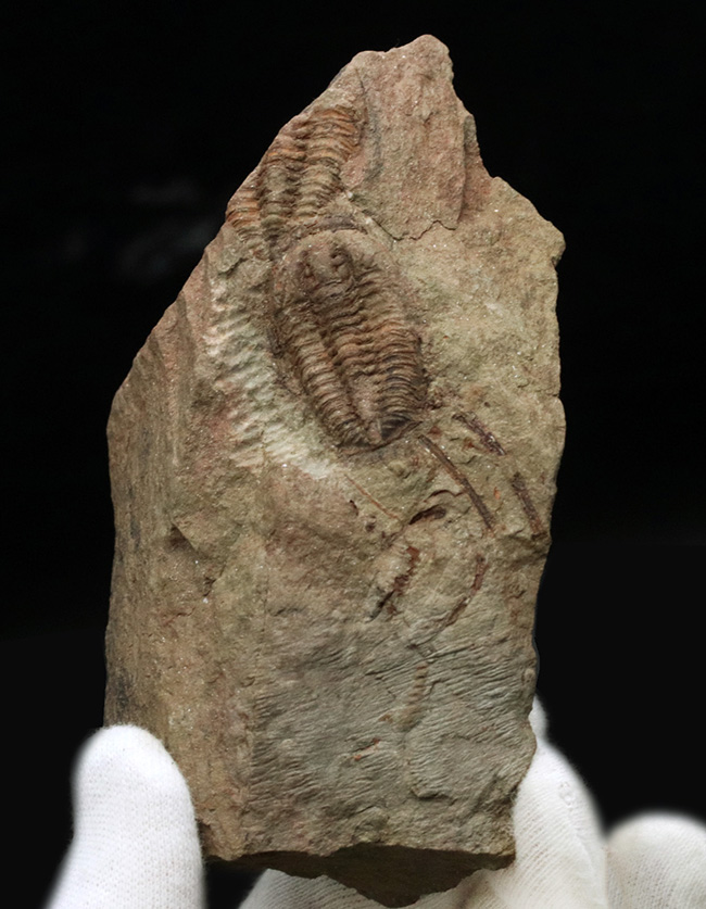 古生代オルドビス紀の原始的な三葉虫、エウロマ（Euloma sp.）のマルチプレート標本（その2）