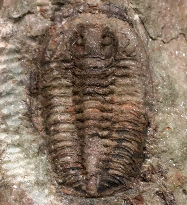 古生代オルドビス紀の原始的な三葉虫、エウロマ（Euloma sp.）のマルチプレート標本（その4）