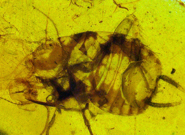 肉眼で観察できるほどの大きさ、5ミリ級！極めて大きな虫を内包した恐竜時代の琥珀、バーマイト（Burmite）（その1）