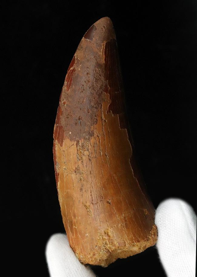 １０センチに迫る巨大歯！１億年前の北アフリカの陸の王者、カルカロ