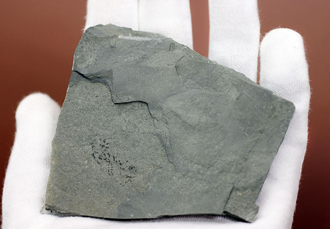 古代の海中に生息していた、今はなき、ユタ州産筆石ディディモグラプトゥス（Didymograptus sp.） 化石 販売