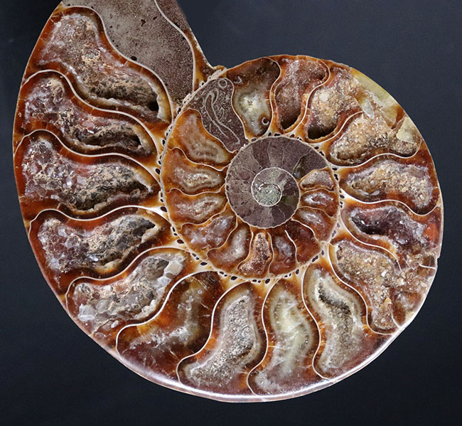 王道の展示手法！大きい、直径最大部１０８ミリ！およそ１億年前の大判アンモナイト、クレオニセラス（Cleoniceras）の化石