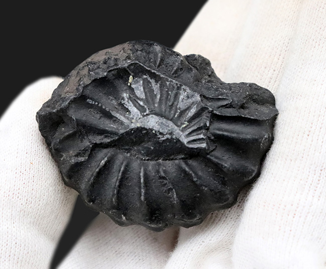 アンモナイト ammonite 白亜紀 ペルー 化石 黒色 - コレクション