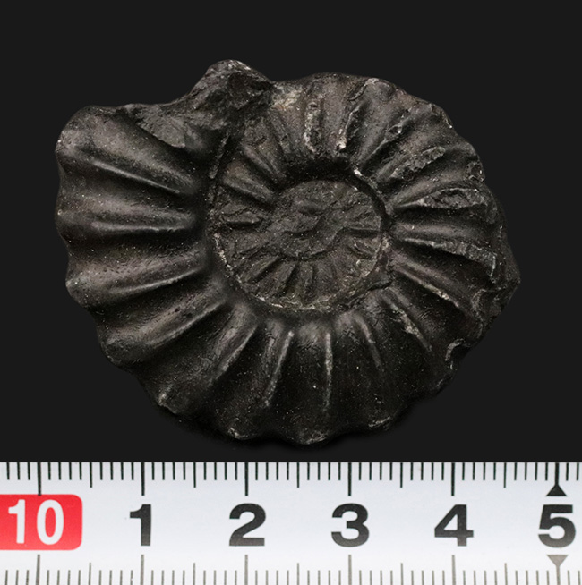 アンモナイト ammonite 白亜紀 ペルー 化石 黒色 - コレクション