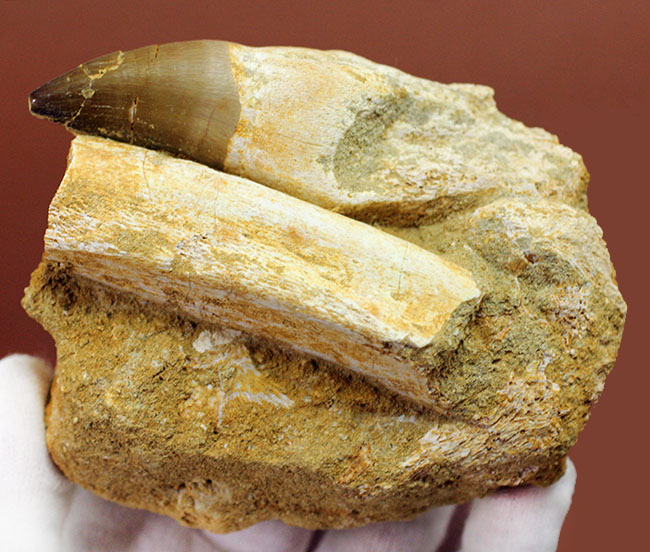 謎とロマンが同居したプログナトドン（Prognathodon sp.）の巨大歯化石。史上最強最大のモササウルス。