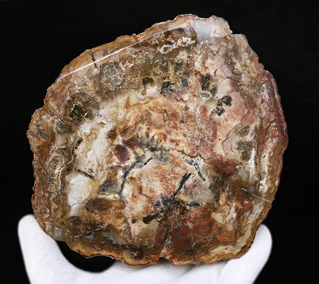 多彩な色で目にも楽しい、マダガスカル産のナンヨウスギの珪化木（Petrified Wood）（その1）