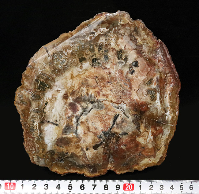 多彩な色で目にも楽しい、マダガスカル産のナンヨウスギの珪化木（Petrified Wood）（その10）