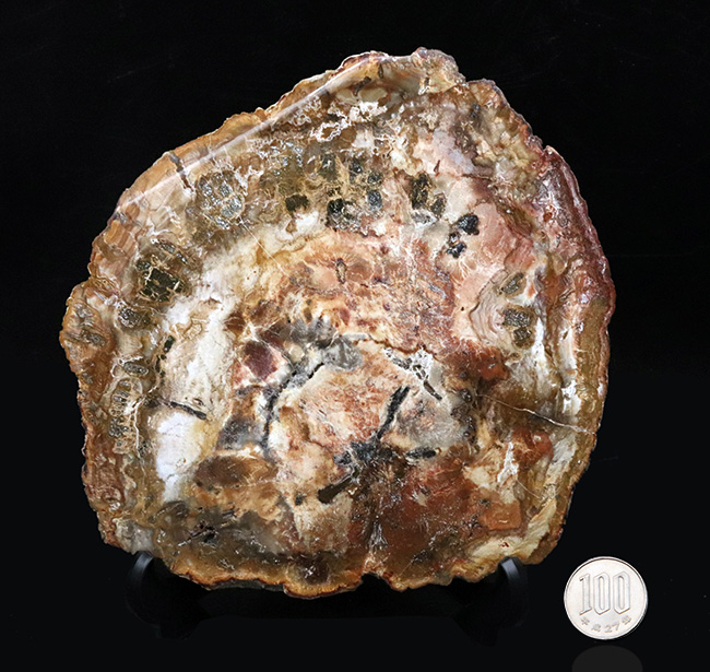 多彩な色で目にも楽しい、マダガスカル産のナンヨウスギの珪化木（Petrified Wood）（その11）