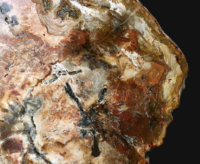 多彩な色で目にも楽しい、マダガスカル産のナンヨウスギの珪化木（Petrified Wood）（その2）