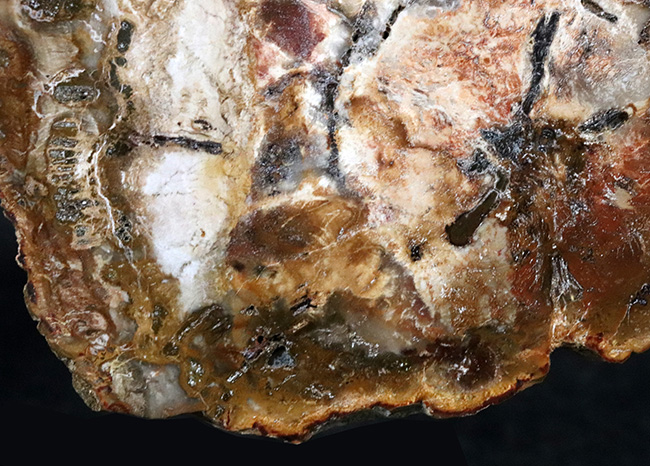 多彩な色で目にも楽しい、マダガスカル産のナンヨウスギの珪化木（Petrified Wood）（その4）