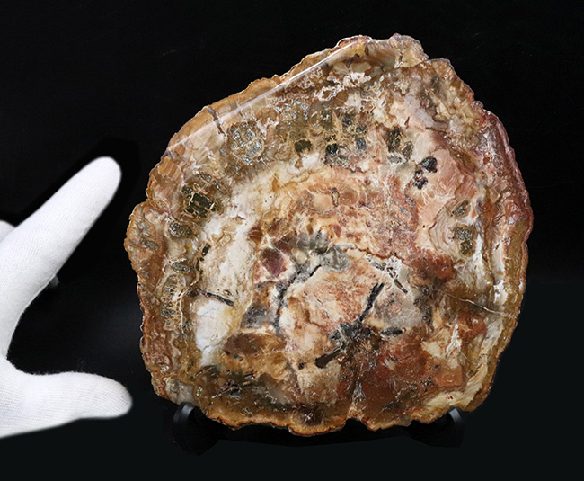 多彩な色で目にも楽しい、マダガスカル産のナンヨウスギの珪化木（Petrified Wood）（その6）