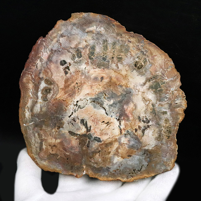 多彩な色で目にも楽しい、マダガスカル産のナンヨウスギの珪化木（Petrified Wood）（その8）