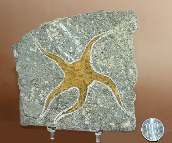4億5千年前の海底に棲息していた 長 い触手がユーモラスなクモヒトデのハイグレード化石 専用スタンド付き 化石 販売