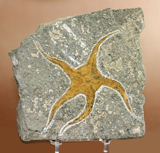4億5千年前の海底に棲息していた、長～い触手がユーモラスなクモヒトデのハイグレード化石。専用スタンド付き。