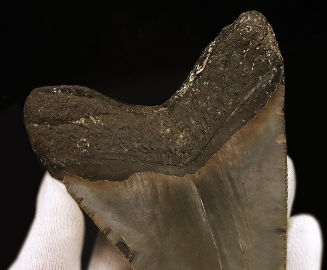 メガロドン（Megalodon）の美麗歯化石。サイズ、状態ともに素晴らしく、かつオールナチュラルであるという本来共存しにくい要素が見事に合致！（その5）