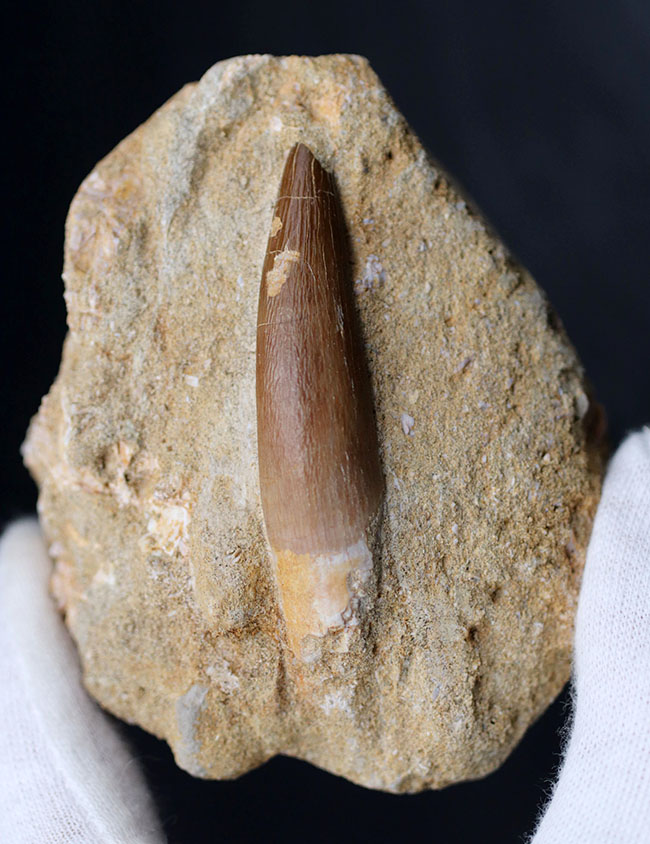 白亜紀大型硬骨魚とサメの歯化石同一母岩+glamoureperfumes.com.br