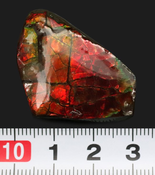 燃えるような赤、橙を呈する、カナダ・アルバータ州産の宝石、アンモライト（Ammolite）の天然石（その8）