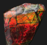 燃えるような赤、橙を呈する、カナダ・アルバータ州産の宝石、アンモライト（Ammolite）の天然石