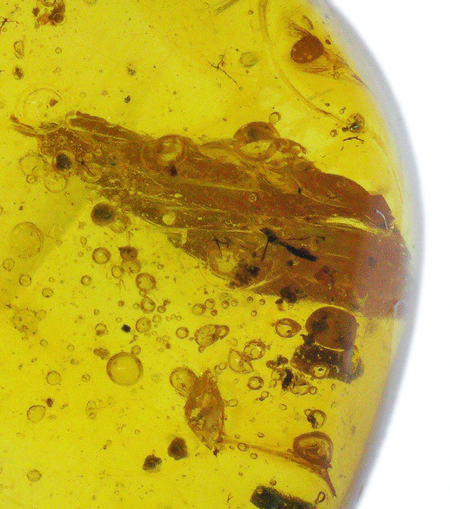 透明度が高い！昆虫、気泡、植物片など、さまざまな内包物が見られる白亜紀中期の琥珀、バーマイト（Burmite）（その4）