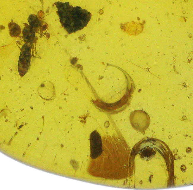 透明度が高い！昆虫、気泡、植物片など、さまざまな内包物が見られる白亜紀中期の琥珀、バーマイト（Burmite）（その5）