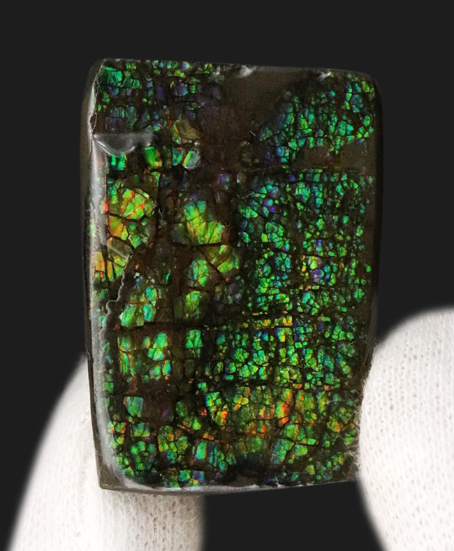 グリーンドラゴン！カナダ・アルバータ州の大地が生み出した生物起源の宝石、アンモライト（Ammolite）のピース（その1）