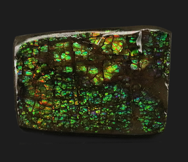 グリーンドラゴン！カナダ・アルバータ州の大地が生み出した生物起源の宝石、アンモライト（Ammolite）のピース（その2）