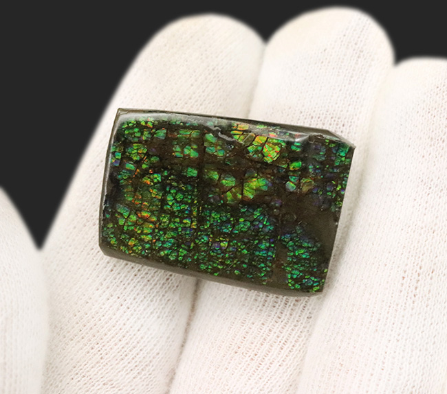 グリーンドラゴン！カナダ・アルバータ州の大地が生み出した生物起源の宝石、アンモライト（Ammolite）のピース（その5）