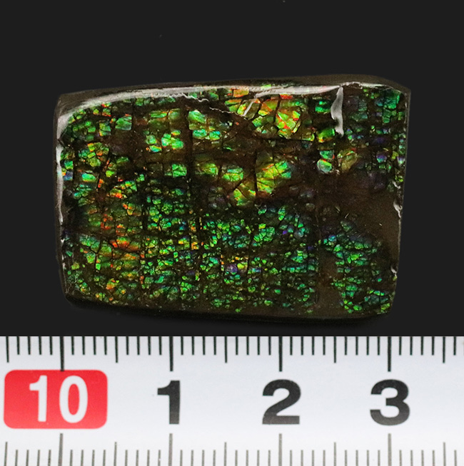 グリーンドラゴン！カナダ・アルバータ州の大地が生み出した生物起源の宝石、アンモライト（Ammolite）のピース（その6）