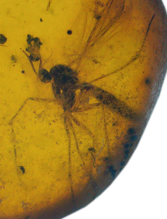 白亜紀 蚊 アリ 複数 虫入り琥珀 化石 恐竜時代 ミャンマー産 