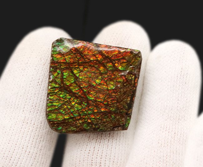 これぞアンモライト（Ammolite）の原石！キラキラと様々な色に輝く、まさに宝石のようなピース（その2）